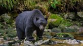 Killing of black bear cub splits town of Tahoe after homeowner shoots dead and claims it advanced on him and dog