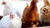 Extreme heat may have increased spread of H5N1 at poultry farm