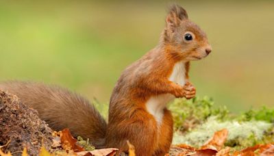 Mystery over grey squirrel in 'impossible location'