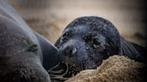 Monk Seal pup’s birth on Sand Island prompts continuing safety concerns
