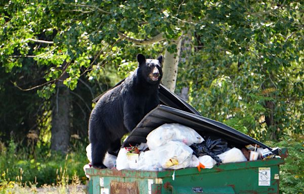 Black Bear Euthanized After Hungry Horse Reservoir Campground Conflicts - Flathead Beacon