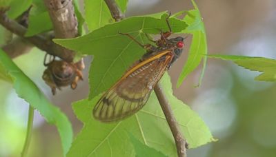 Cicadas in California? Here's what to expect during the 2024 cicada invasion