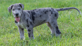 Dog Dad Throws Hilarious Throwback Dance Party for Great Dane Puppy Because It’s Too Hot Out