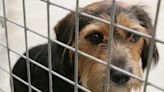 Abandonment Britain: Inside the crisis of ‘pandemic puppies’