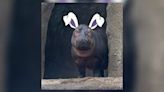 Fiona the hippo wants to be the next Cadbury Bunny