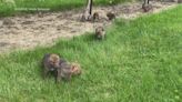 Video: Coyote pups in Kingsville