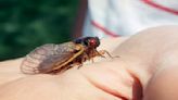 Cicadas won't eat you, but you can eat them.