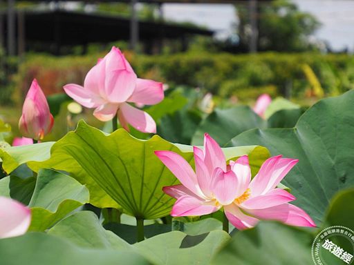 白河蓮花季登場 雙層巴士餐車遊後壁白河，體驗田園風光、蓮鄉風情！