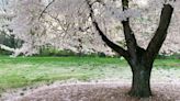 Cherry blossoms are blooming. Where you can find them in Delaware, other blooms to see