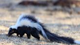 Season of the skunk: Northern Alberta city offers free capture services for smelly pests