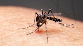 Cayos de Florida emiten alerta de dengue después de que se reportaran dos casos