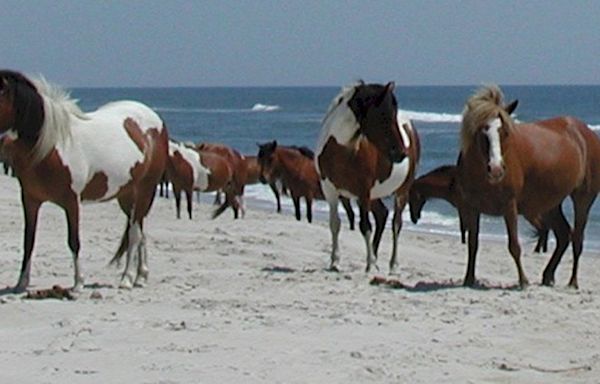 Beaches in Maryland, Virginia close after ‘significant amount of medical waste’ washes ashore