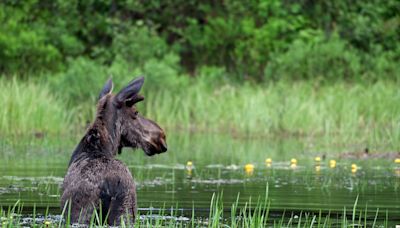 Not just a bioweapon: Anthrax outbreak kills dozens of animals in Wyoming. Here’s how it’s transmitted