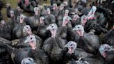 Talking turkey! How the Thanksgiving bird got its name (and then lent it to film flops)