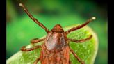 San Diego resident dies from tick bite; health officials warn of Rocky Mountain Spotted Fever