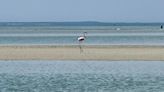 Flamingo spotted in Massachusetts in potentially unprecedented event