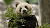 2 new giant pandas are returning to D.C. zoo from China