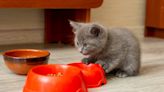 Kitten's 'Ferocious' Little Sounds While Eating Couldn't Be Any Sweeter