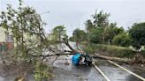 彰化大雨路樹傾倒 郵差遭砸中送醫不治