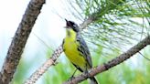 New names slated for birds, including Kirtland’s warbler