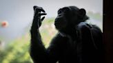 黑猩猩也會終生學習！牠們從小持續精進使用工具技巧到成年