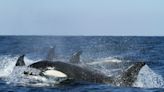 They're Back! Another Ship Sunk By Orca Attack In The Mediterranean