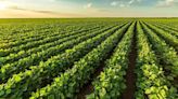 Row crop planting pace at five-year high - Talk Business & Politics