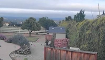 Mountain lion sighting in San Jose, some residents advised to stay inside
