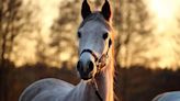 No es lo que se cree: esto significa soñar con caballos | Por las redes