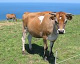 Jersey cattle