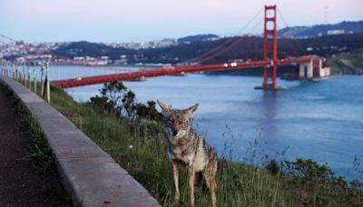 Coyote attacks 5-year-old at San Francisco Botanical Garden