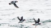 More than 30 seabirds missing from Jersey headland