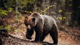 Brutal Bear Attack on 19-Year-Old Hiker Prompts Romanian Government to Cull Hundreds of Brown Bears