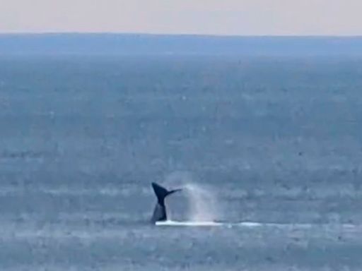 Las Grutas, de fiesta: la llegada anticipada de una ballena franca promete buenos avistajes, mirá el video de la visita… - Diario Río Negro