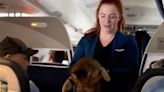 Catastrophe Avoided After Curious Feline Gets Loose on San Francisco-Bound United Flight