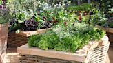 How wide should a raised garden bed be? Expert advice for picking the perfect size