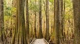 Congaree National Park is a ‘hidden gem.’ Here’s why it’s worth visiting.
