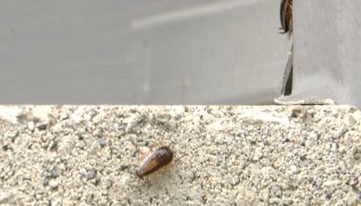 I-TEAM Neighborhood Nuisance: Neighbors claim cockroach infestation taking over Toledo community