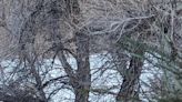 You have 20/20 vision if you can spot the lurking bobcat in under 30 seconds