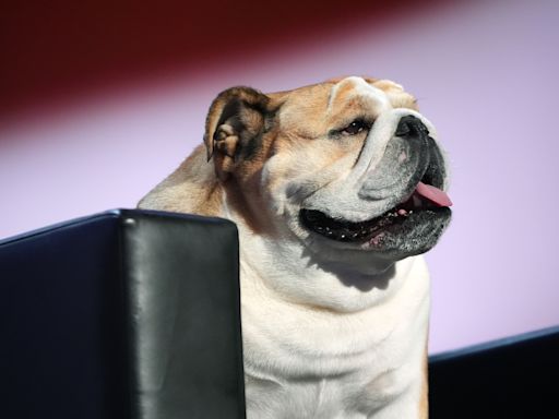 Who is Babydog? W.Va. Gov. Justice brings his canine sidekick to the RNC stage.