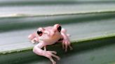 Cannibal tree frog has been spotted again outside of Florida