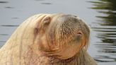 Walrus Has the Most Beautiful Moment with His Caretaker While Celebrating His 7th Birthday