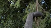 Elephant kills 64-year-old US tourist in latest attack