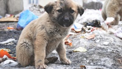 Día del Perro Callejero: una ONG estima que en la Argentina hay más de 20 millones de animales que viven en las calles