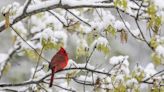 Worried about snow storms? Here's what this Japanese Elm tree forecasts for winter weather