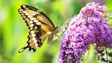 10 Butterfly Bush Varieties to Grow in Your Garden