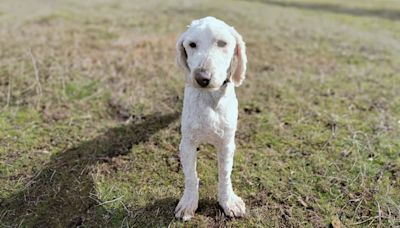 Cierre histórico: RSPCA Tasmania rescata 250 labradoodles de la granja de cachorros más grande del estado