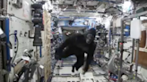 Fact Check: NASA Astronaut Allegedly Once Wore Gorilla Costume for Space Station Stunt. Here's the Wild Truth