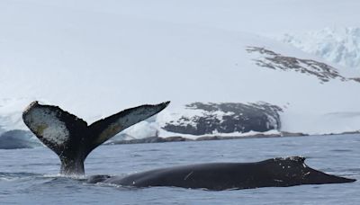 Cómo es el fascinante programa científico que investiga la vida de las ballenas en la Antártida