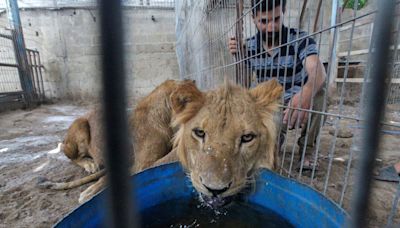 In pictures: Gaza zoo animals evacuated amid war